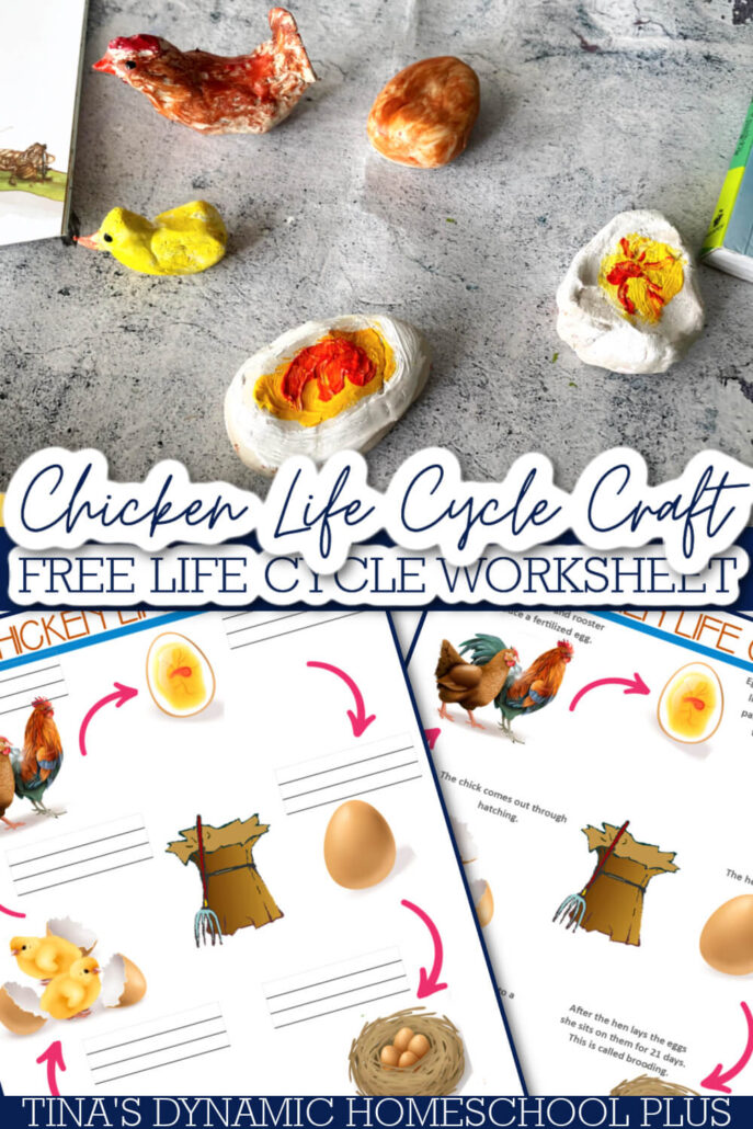 Free Chicken Life Cycle Worksheet For Kids & Hands-on Activity