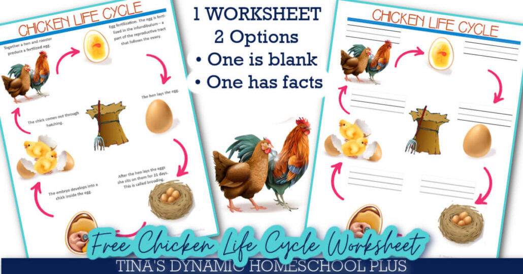 Free Chicken Life Cycle Worksheet For Kids & Hands-on Activity