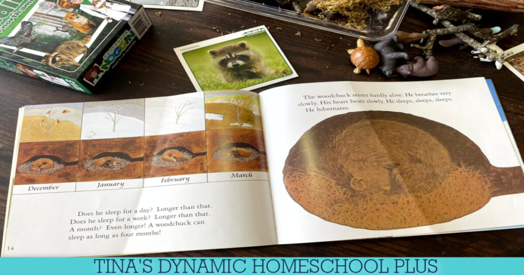 Fun and Easy Preschool Hibernation Science Activities to Nurture Learning