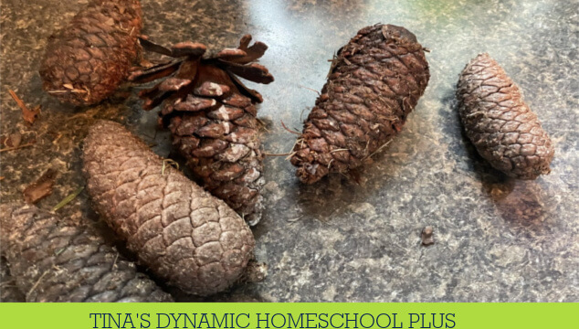 How to Create Scented Pinecone Crafts for Fall With Kids