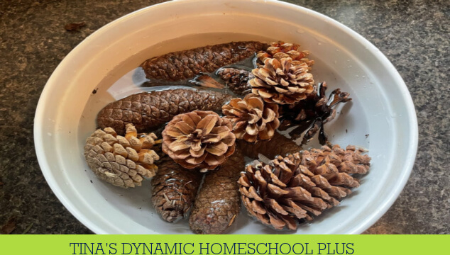 How to Create Scented Pinecone Crafts for Fall With Kids