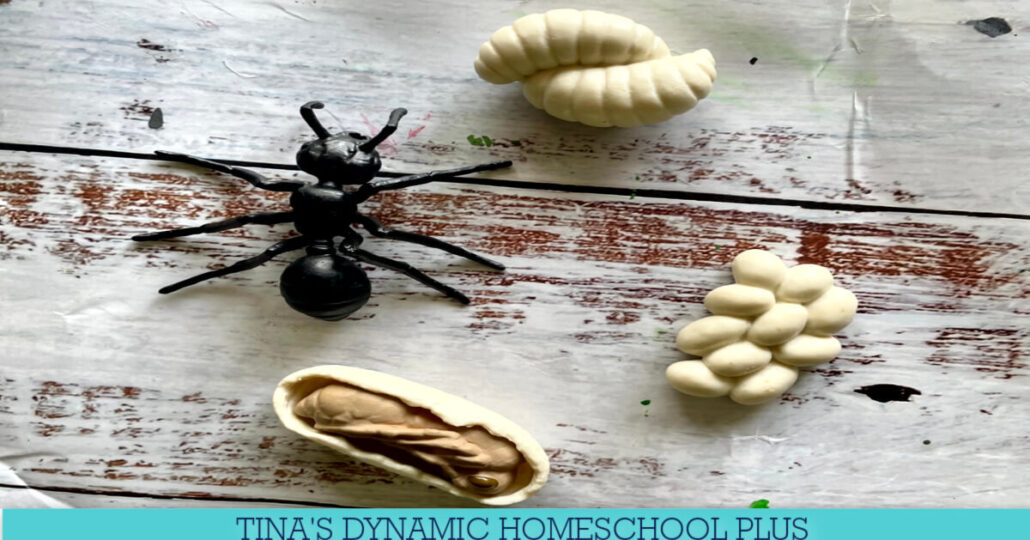 8 Best Summer Unit Studies For Kindergarten | Free Ant Study