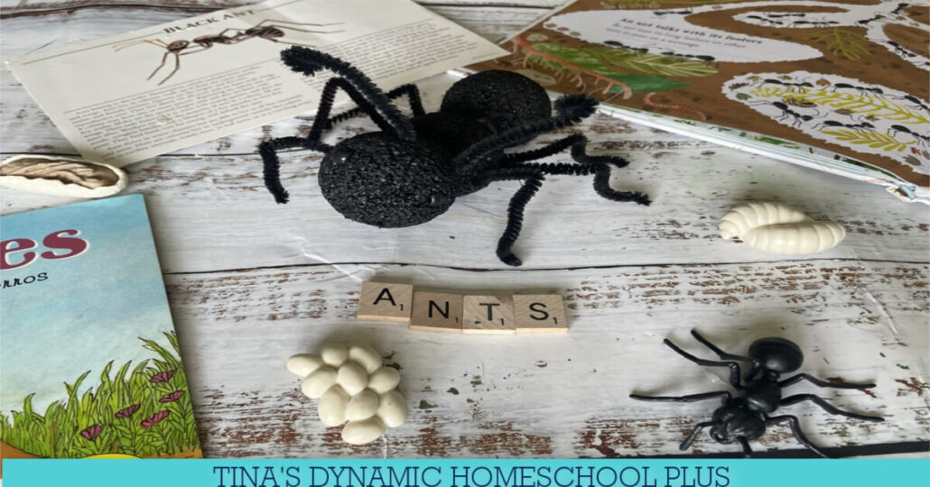 8 Best Summer Unit Studies For Kindergarten | Free Ant Study