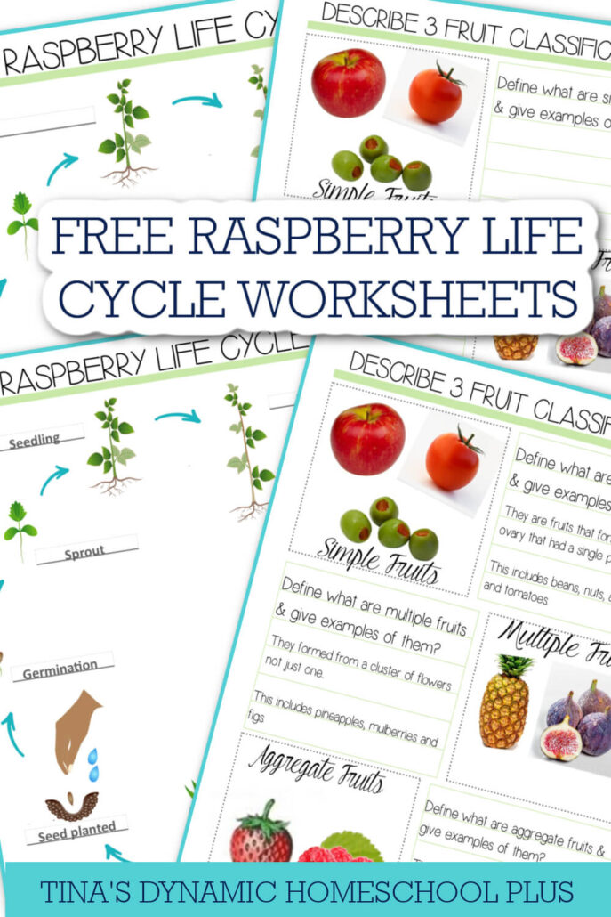 Explore the Amazing Raspberry Life Cycle with Exciting Activities & Free Worksheets