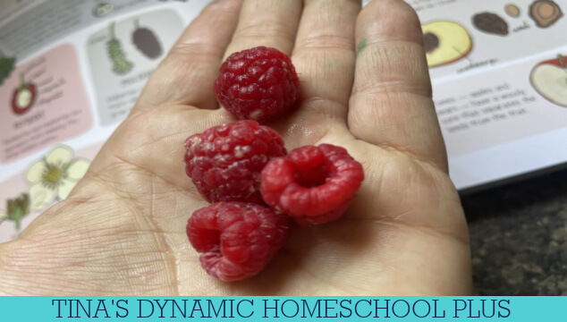 Explore the Amazing Raspberry Life Cycle with Exciting Activities & Free Worksheets