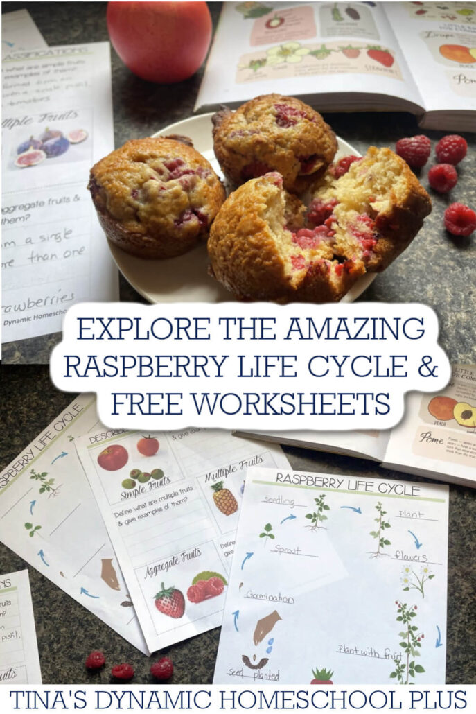 Explore the Amazing Raspberry Life Cycle with Exciting Activities & Free Worksheets