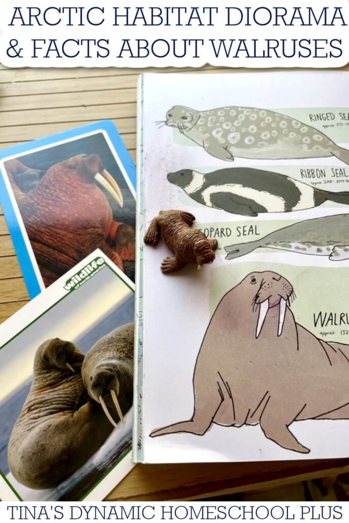 Fun Arctic Habitat Diorama and Fascinating Facts About Walruses