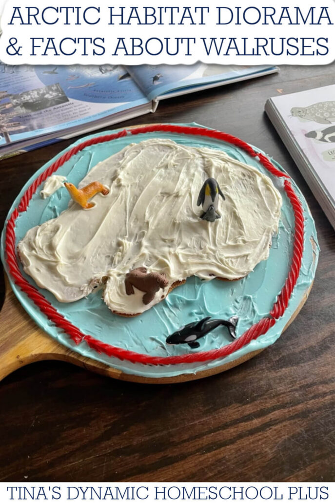 Fun Arctic Habitat Diorama and Fascinating Facts About Walruses