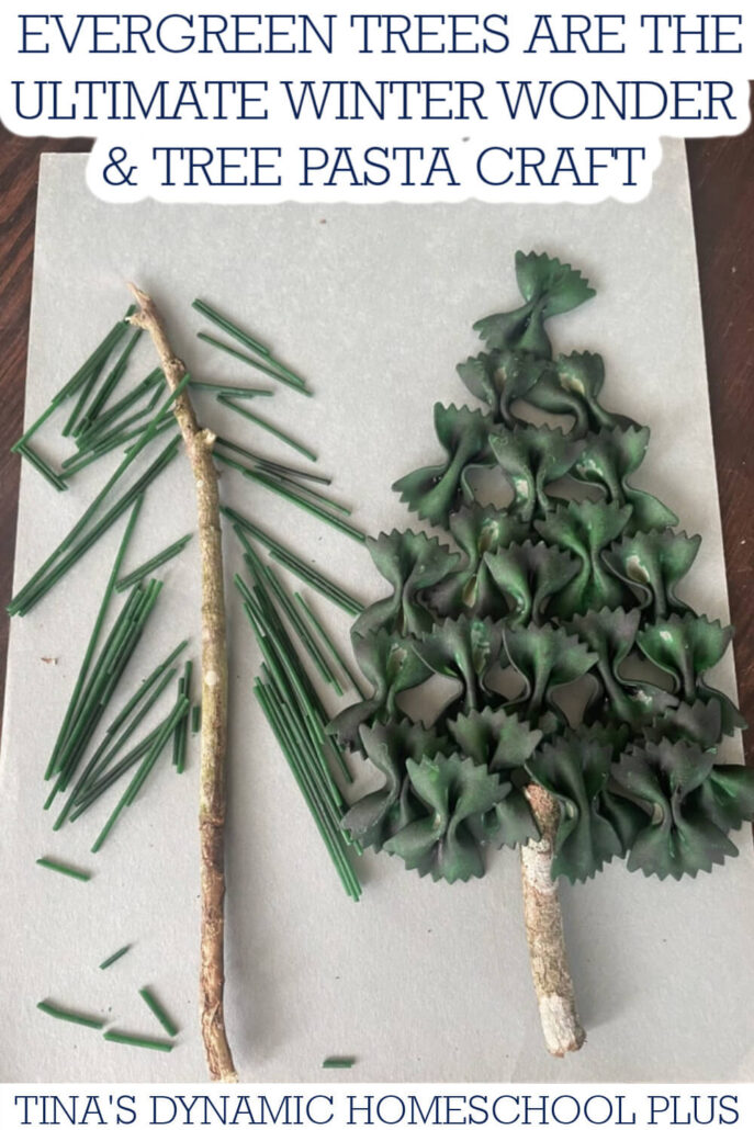 Why Evergreen Trees Are the Ultimate Winter Wonder & Tree Craft