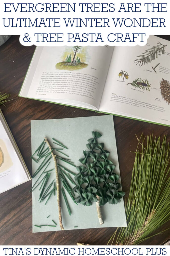 Why Evergreen Trees Are the Ultimate Winter Wonder & Tree Craft