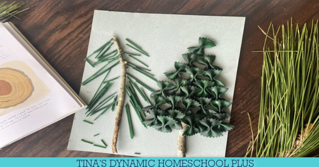 Why Evergreen Trees Are the Ultimate Winter Wonder & Tree Craft