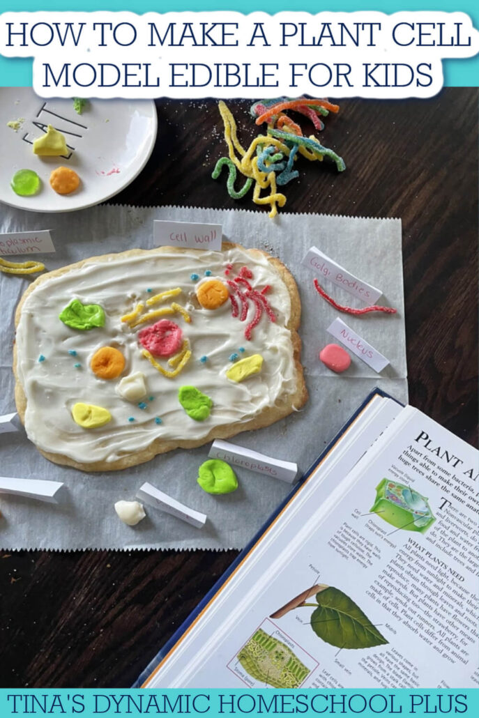 How to Make a Plant Cell Model Edible for Kids