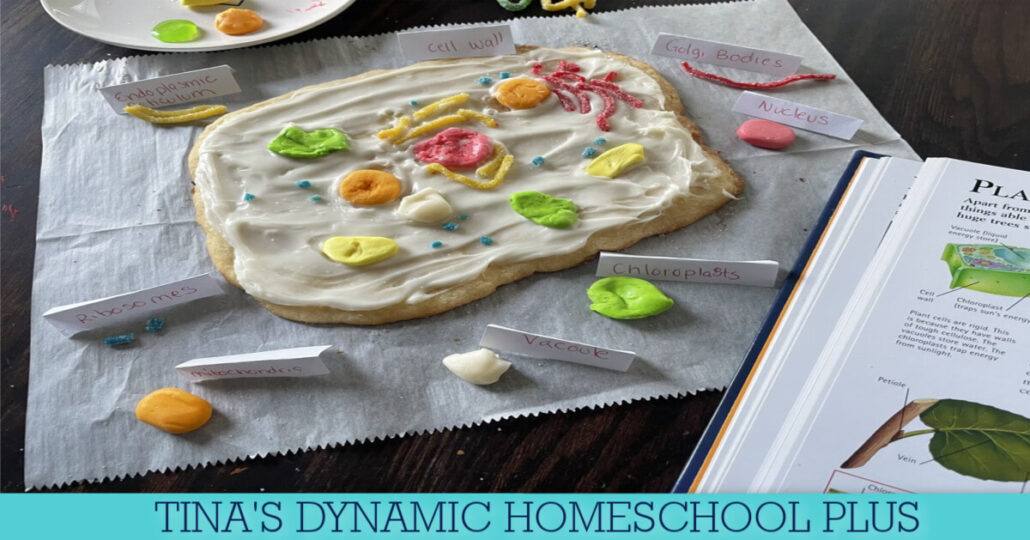 How to Make a Plant Cell Model Edible for Kids