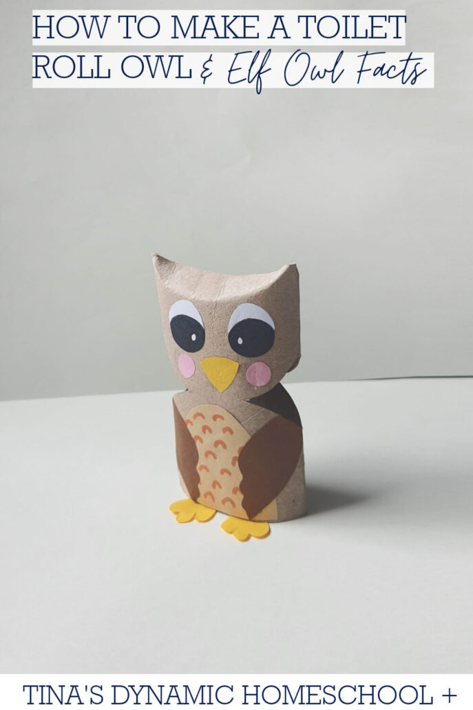 How to Make a Toilet Roll Owl & Elf Owl Facts