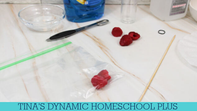 Raspberry DNA Activity For Kids Who Love Hands-on Learning