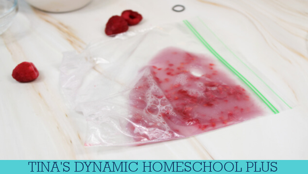 Raspberry DNA Activity For Kids Who Love Hands-on Learning