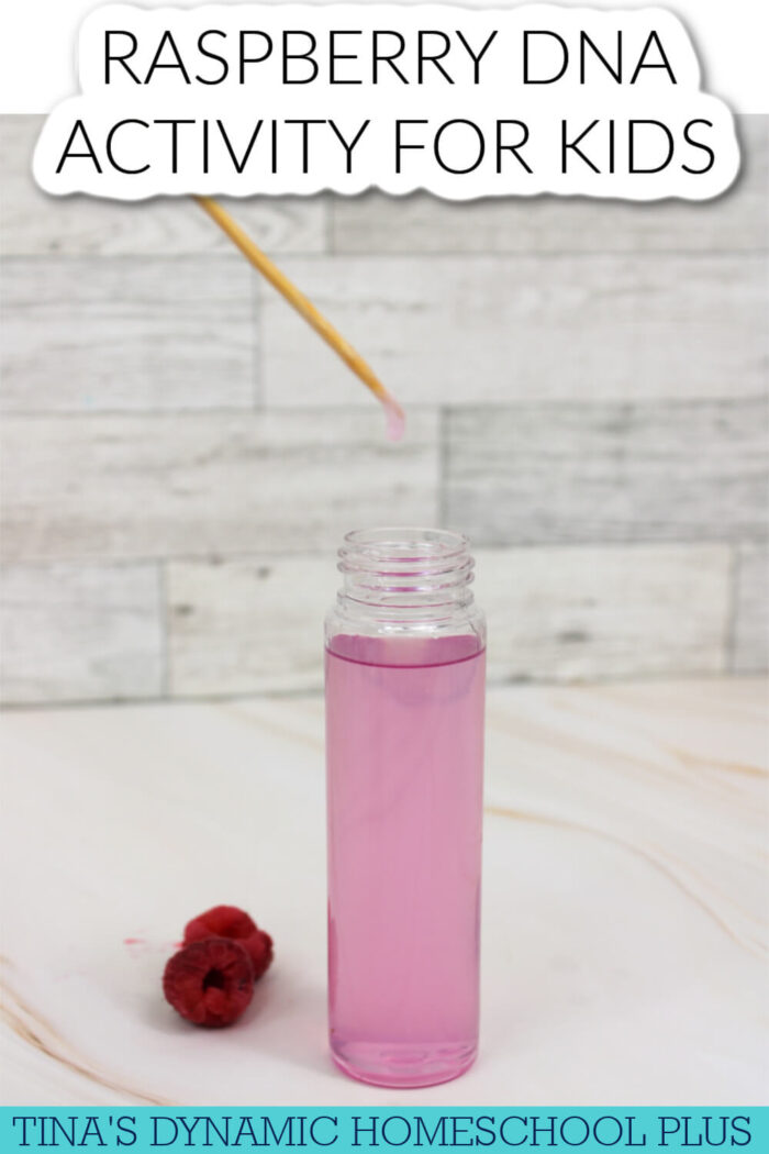 Kids Raspberry Challenge Raspberry DNA Activity For Kids Who Love Hands-on Learning