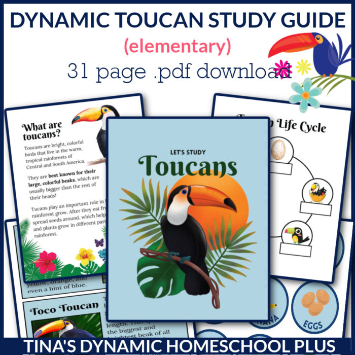 Dynamic and Amazing Toucan Study Guide For Young Learners