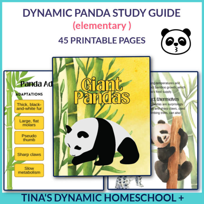 Dynamic and Amazing Panda Study Guide For Young Learners