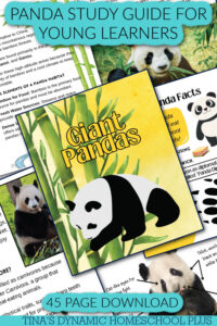 Dynamic and Amazing Panda Study Guide For Young Learners