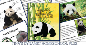 Dynamic and Amazing Panda Study Guide For Young Learners