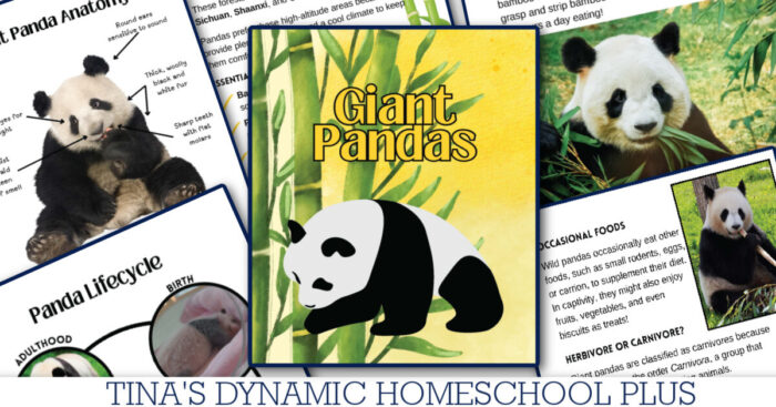 Dynamic and Amazing Panda Study Guide For Young Learners - Image 3