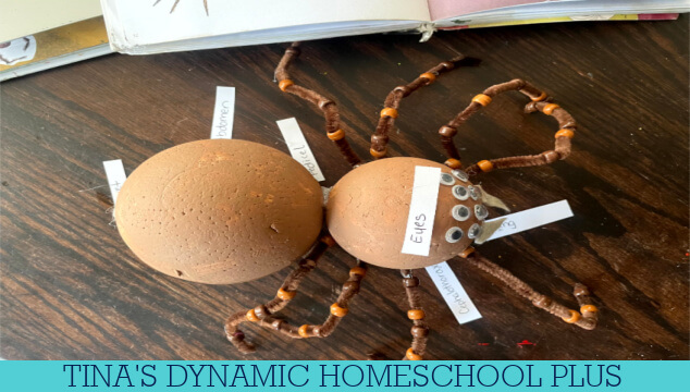 Fun And Easy Spider Craft: Insect Lessons For Elementary Students