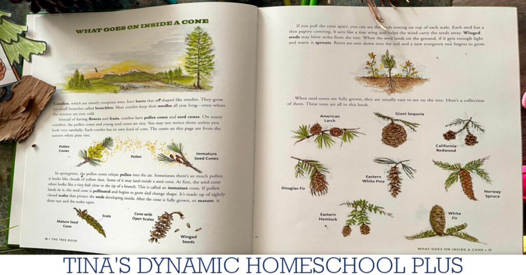 Easy Pine Craft Tree Ideas And A Free Life Cycle Printable