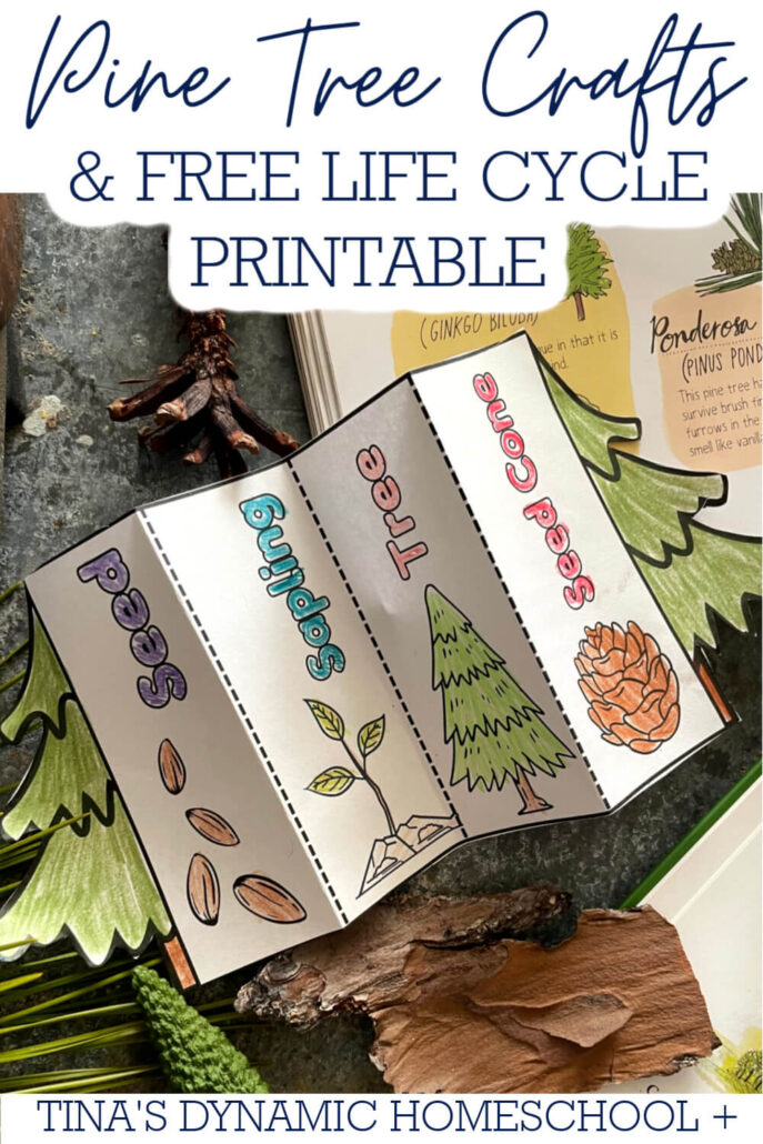 Easy Pine Craft Tree Ideas And A Free Life Cycle Printable