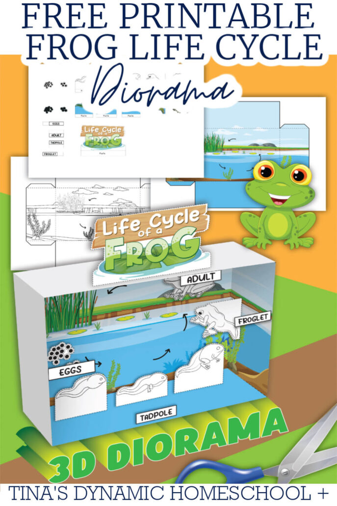 Free Printable Colorful Frog Diorama: Cool Frog Life Cycle Facts