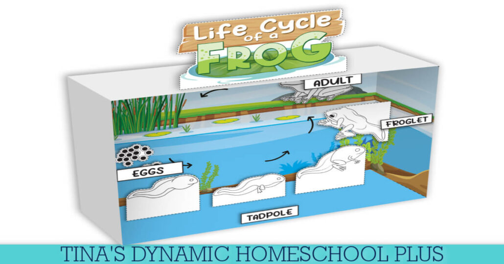 Free Printable Colorful Frog Diorama: Cool Frog Life Cycle Facts