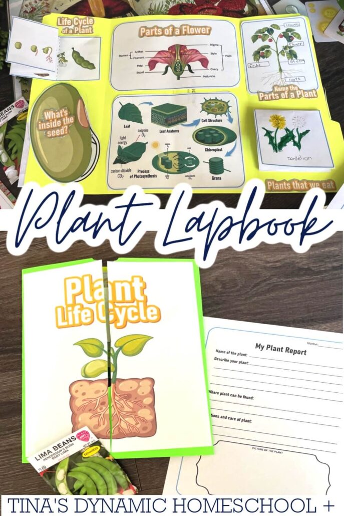 The World of Plants: The Educational Value of a Plant Lapbook