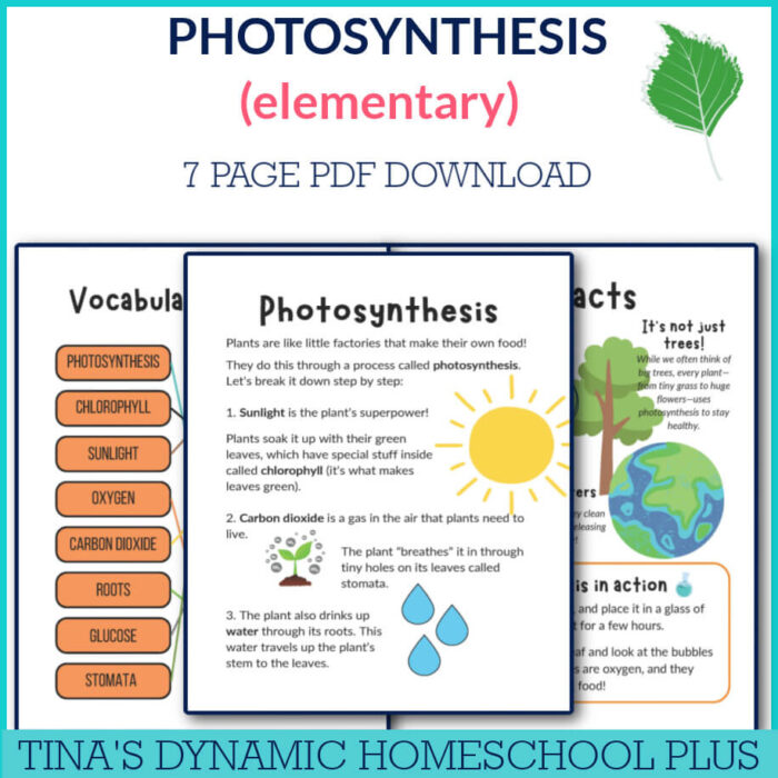 Quick And Easy Study: Photosynthesis How Do Plant Cells Make Food