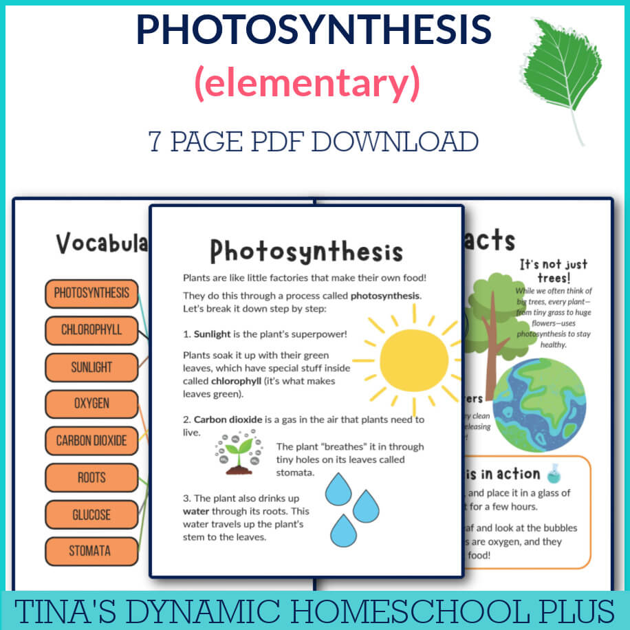 Easy Study Of Photosynthesis & Plant Cell Activities For Kids