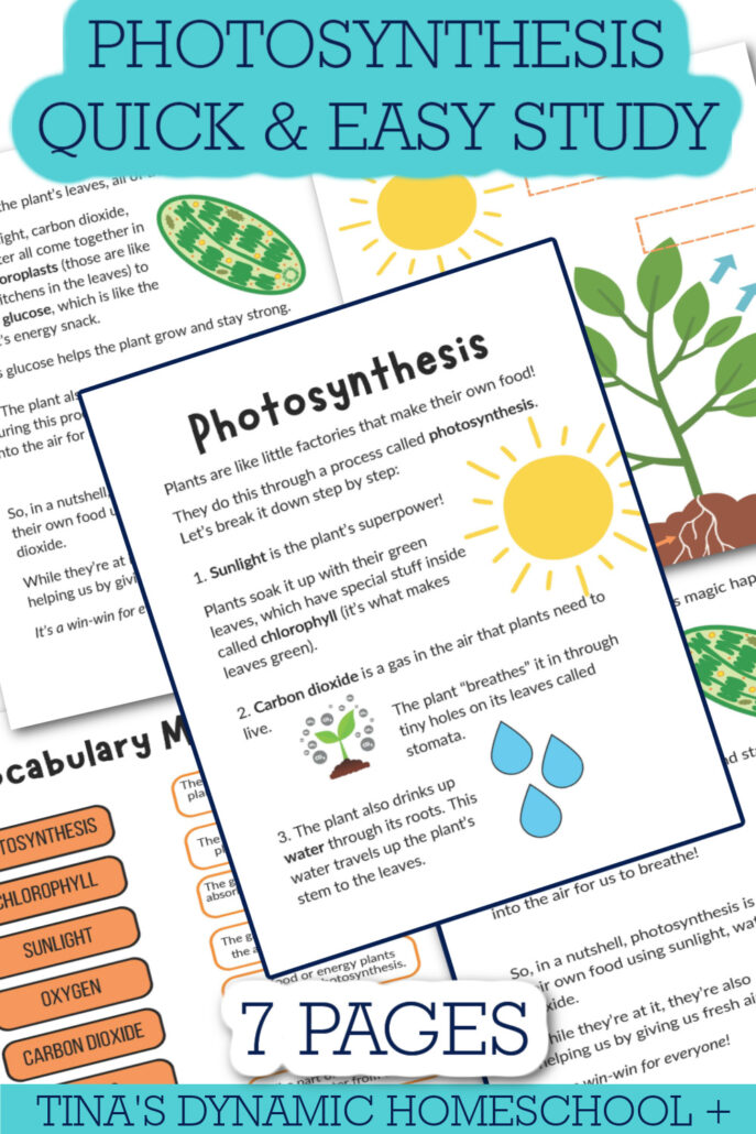 Easy Study Of Photosynthesis & Plant Cell Activities For Kids