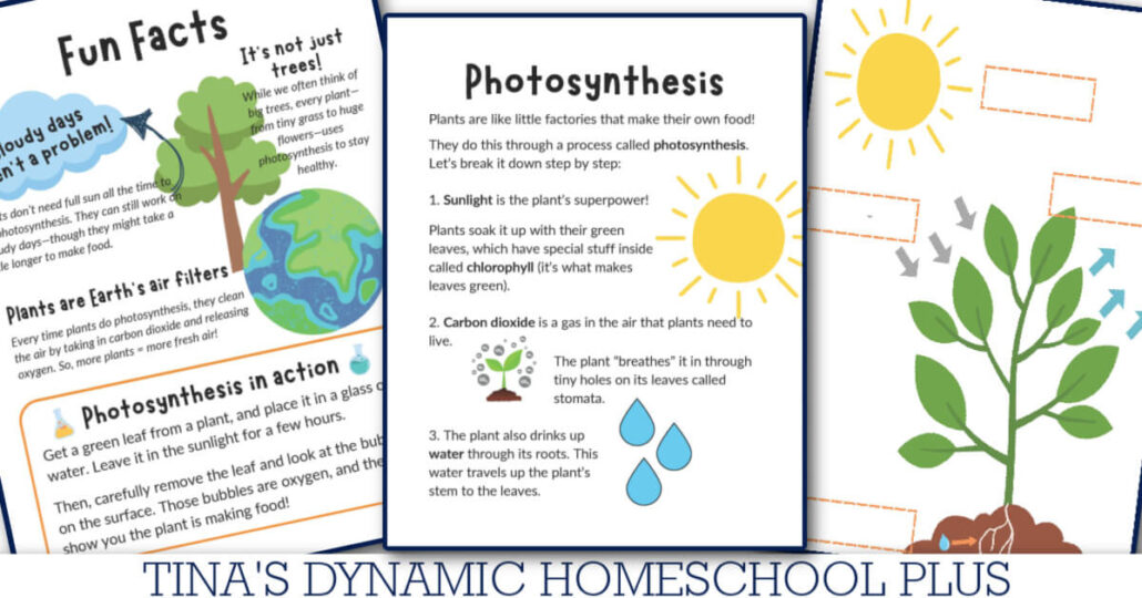 Easy Study Of Photosynthesis & Plant Cell Activities For Kids