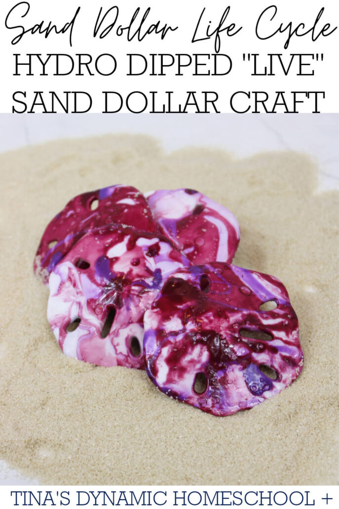 Fascinating Life Cycle Of A Sand Dollar & Hydro Dipped Craft