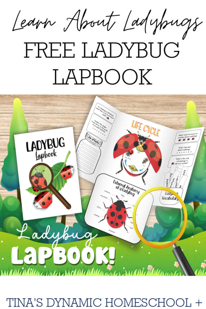 Free Ladybug Lapbook for Kids Who Love Hands-On Learning