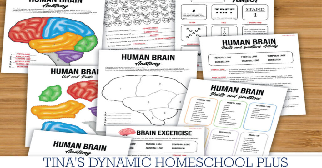 Fun Brain Crafts and Free Brain Activity Pages