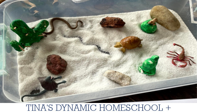 How To Create An Engaging Desert Sensory Bin For Hands-On Play