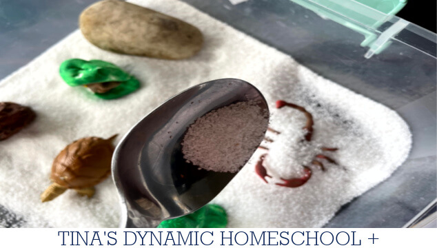 How To Create An Engaging Desert Sensory Bin For Hands-On Play
