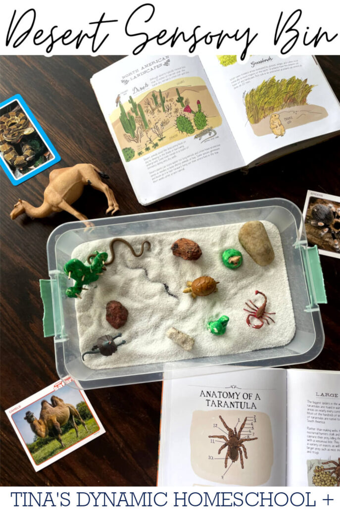 How To Create An Engaging Desert Sensory Bin For Hands-On Play