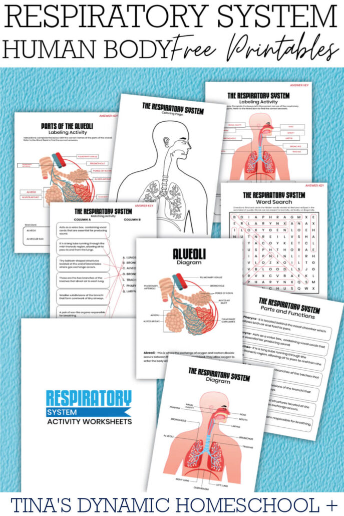 Respiratory System Fun Facts For Kids And Free Worksheets