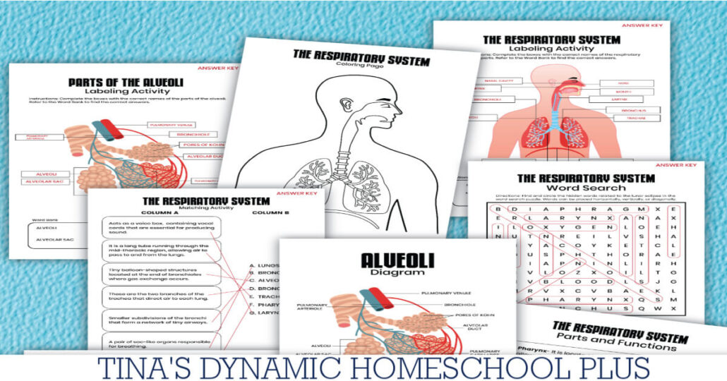 Respiratory System Fun Facts For Kids And Free Worksheets