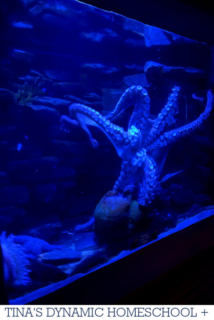4 Weeks Free Zoology Unit Study & Best Hands-on Ideas