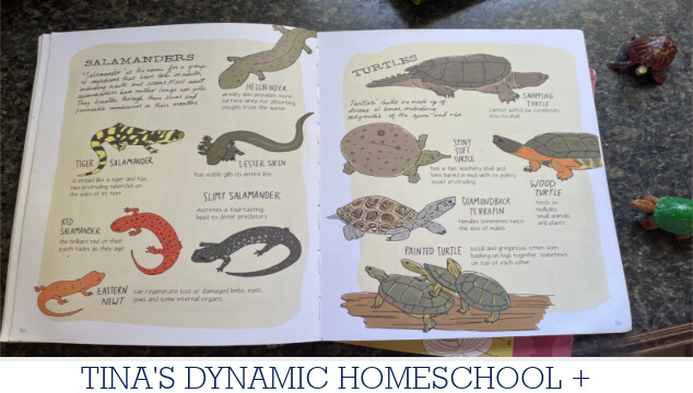 Fascinating Reptiles That Start with the Letter D | Turtle Craft