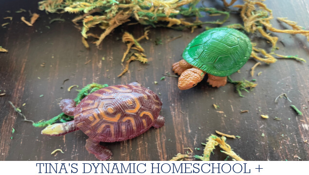 Fascinating Reptiles That Start with the Letter D | Turtle Craft
