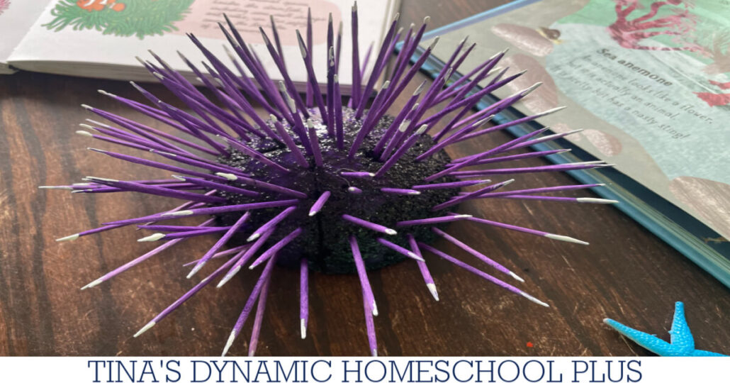 How To Make A Simple Sea Urchin Craft: Echinoderms For Kids