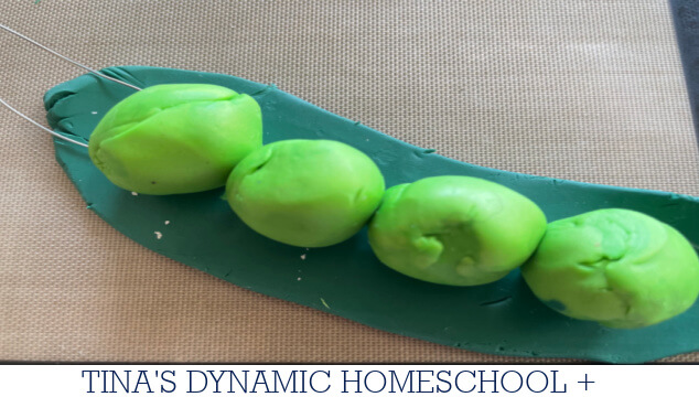 Why Mendel Chose Peas | How to Make a Peas in a Pod Keychain