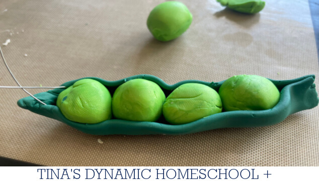 Why Mendel Chose Peas | How to Make a Peas in a Pod Keychain